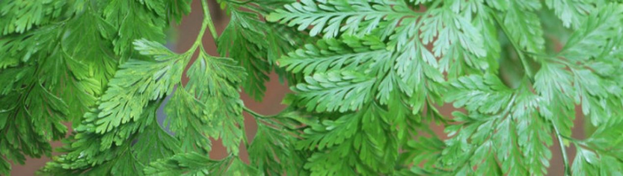 Папороть даваллия: догляд в домашніх умовах