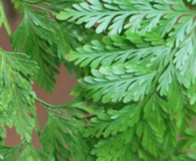 Папороть даваллия: догляд в домашніх умовах