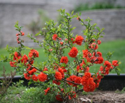 Як розмножити японську айву