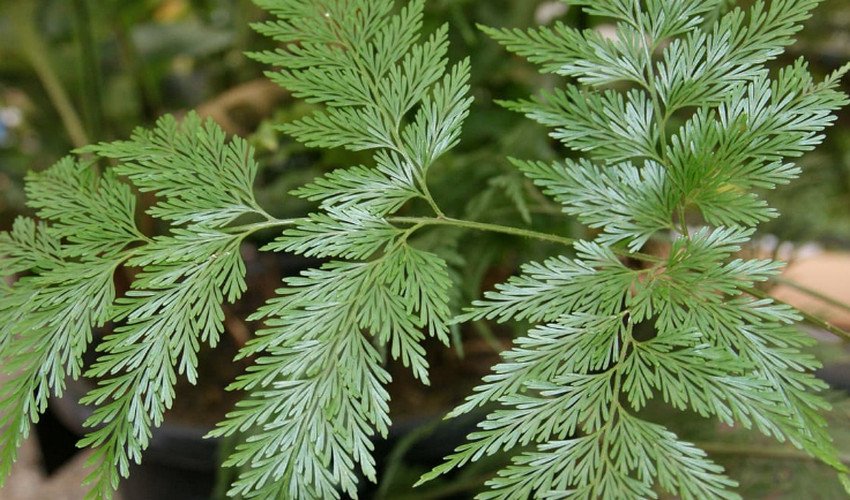 Бульбашкова