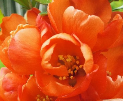 Опис, посадка та догляд за японською грушею