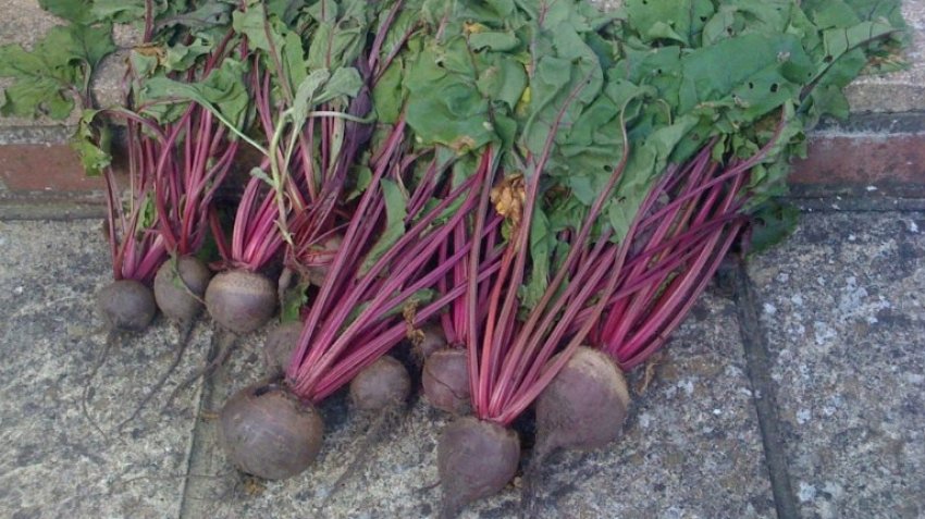 Буряк Кардинал