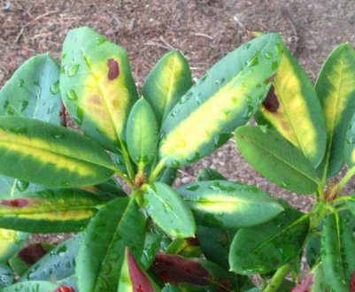 Рододендрону жовтеють та опадають листя, що робити в такій ситуації?