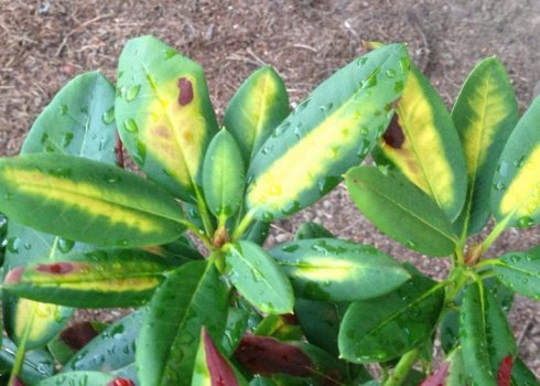 Рододендрону жовтеють та опадають листя, що робити в такій ситуації?