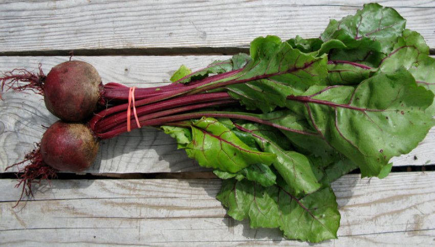 Буряк Мулатка