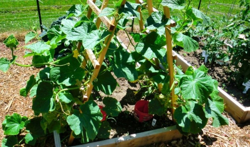 Формування куща Формування куща