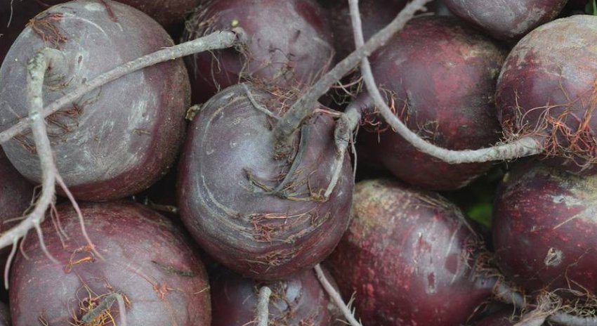 Буряк Бояриня