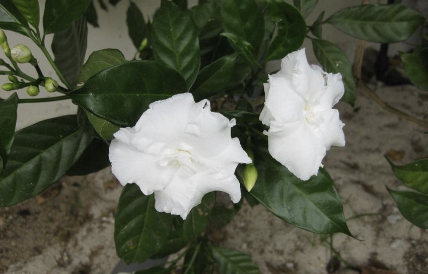 Табернемонтана Дивариката Табернемонтана Дивариката