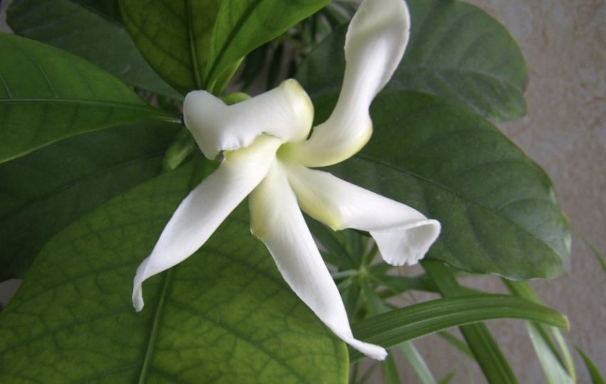 Табернемонтана елегантна Табернемонтана елегантна