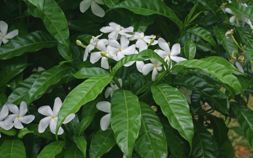 Табернемонтана увінчана Табернемонтана увінчана