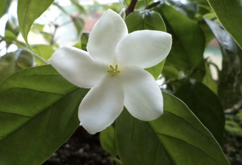 Табернемонтана Хольста Табернемонтана Хольста