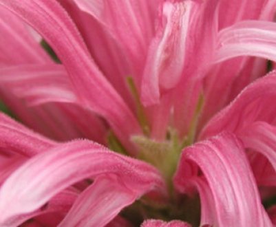 Як доглядати за якобинией в домашніх умовах