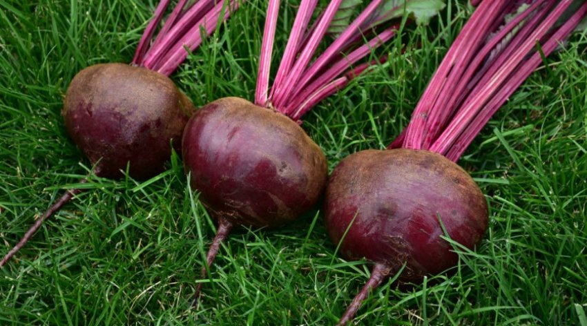 Буряк Матрона Седек