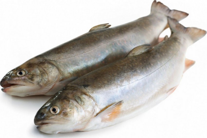 Свіжа горбуша Свіжа горбуша