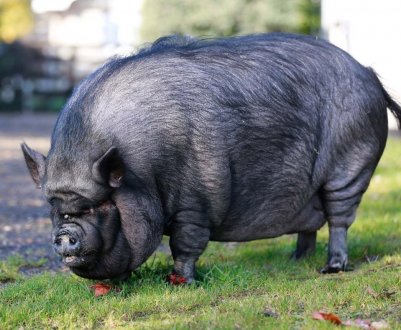Вірус АЧС підтверджений в Індонезії, що налякало сусідні країни