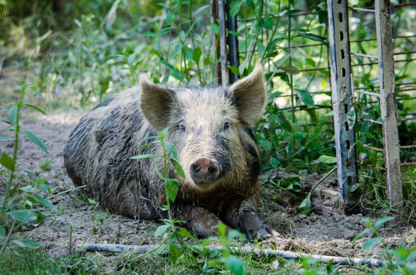 Вірус АЧС був підтверджений в Індонезії, що залякує сусідні країни Вірус АЧС був підтверджений в Індонезії, що залякує сусідні країни