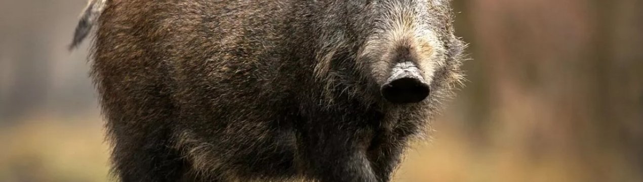 У США винайшли вакцину проти лихоманки західної коні!