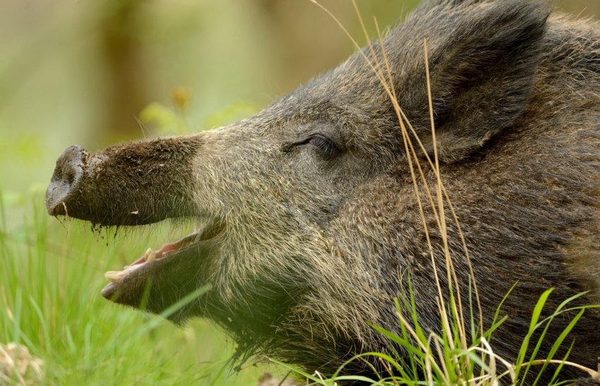 В США винайдено вакцину проти АЧС В США винайдено вакцину проти АЧС