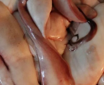 Чим корисні молоки горбуші, їхній склад і калорійність