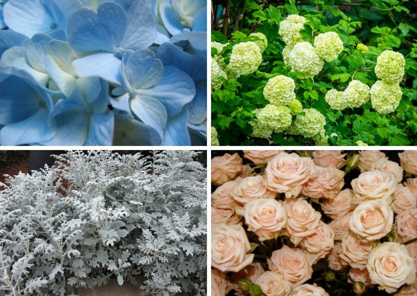 Квіти в саду Квіти в саду