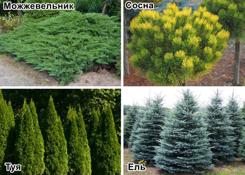 Рослини для ділянки Рослини для ділянки