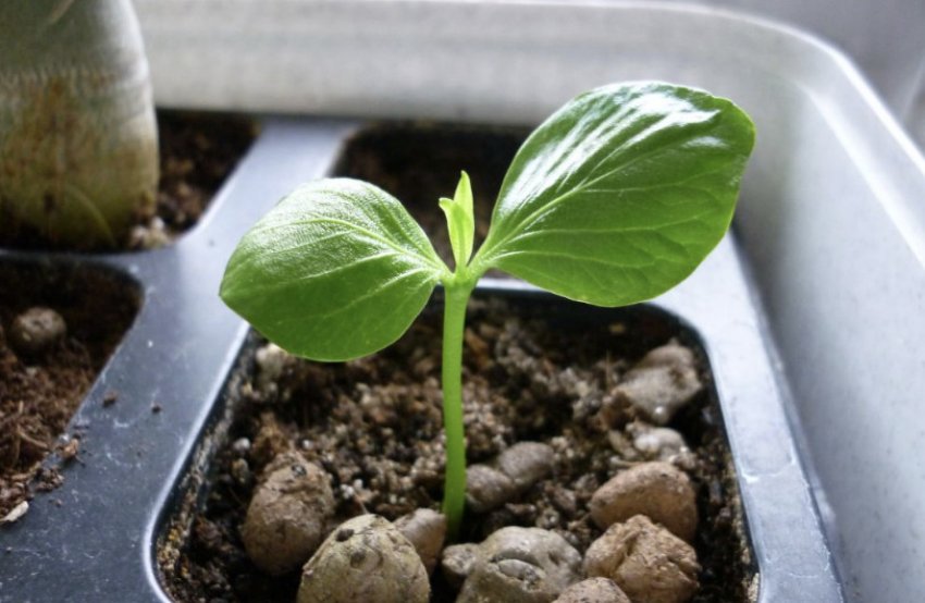 Розмноження табернемонтани Розмноження табернемонтани