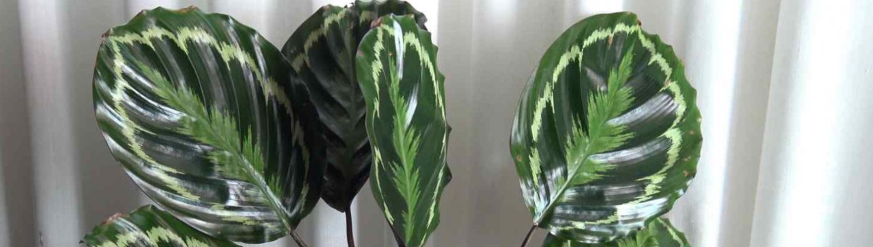 Калатея медальйон: догляд в домашніх умовах