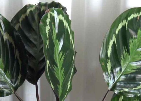 Калатея медальйон: догляд в домашніх умовах