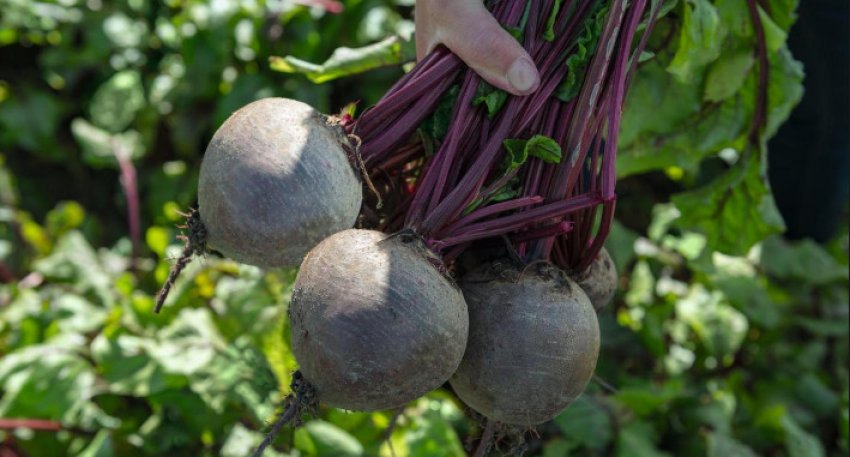 Буряк Бікорес