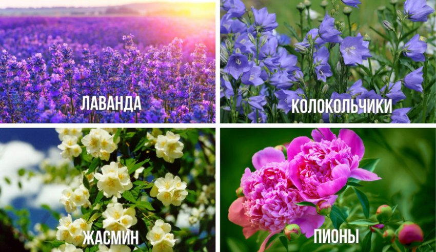 Рослини для прованського стилю