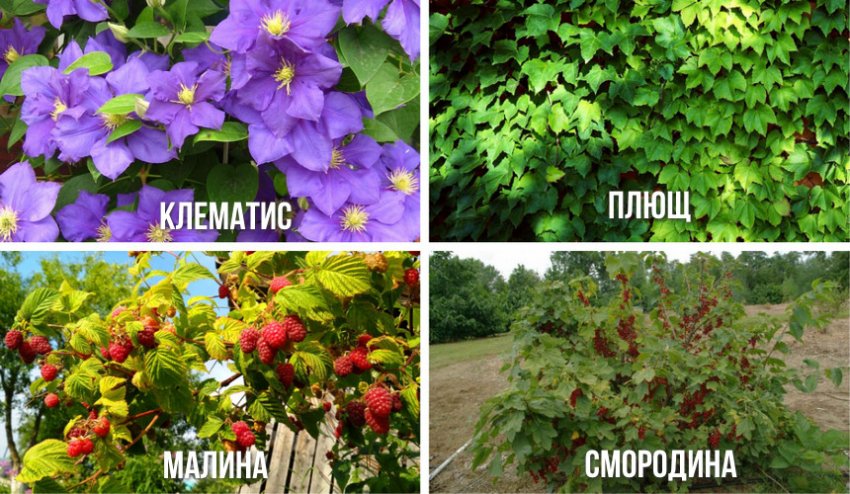 Рослини для прованського стилю