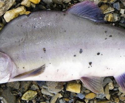 Походження та опис риби горбуші