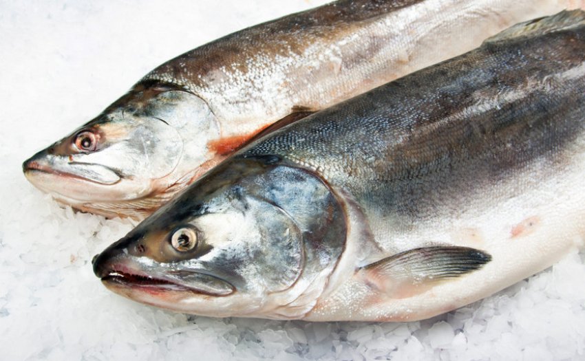 Свіжа горбуша