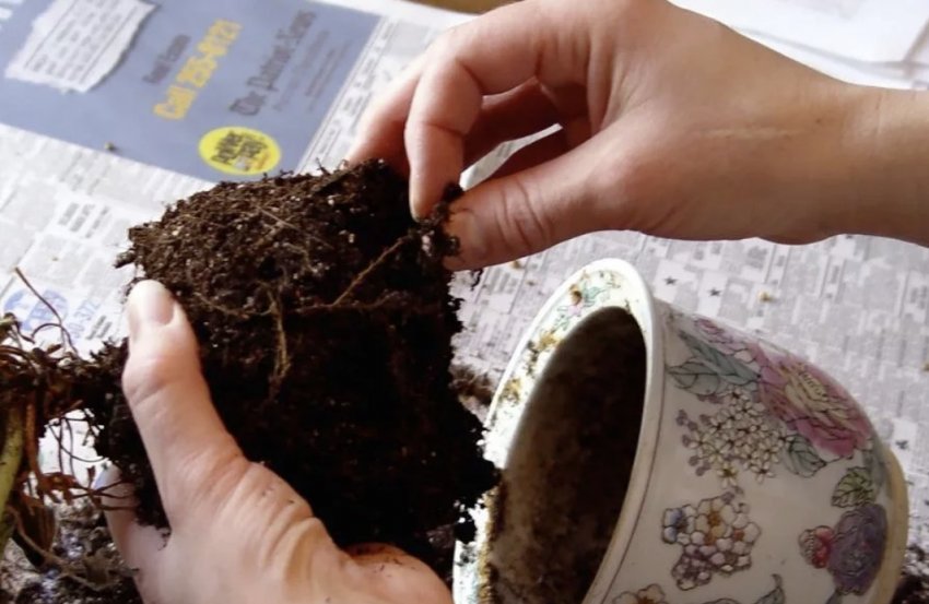 Пересадка Пересадка