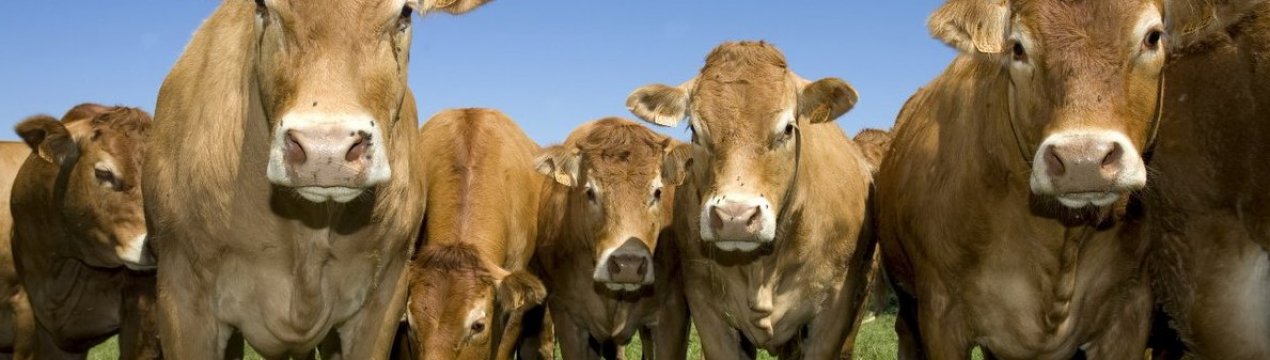 В Оренбурзькому краї зимує 537 тисяч голів худоби