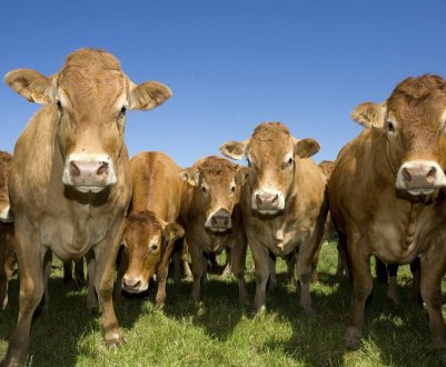 В Оренбурзькому краї зимує 537 тисяч голів худоби