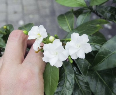 Квітка табернемонтана: догляд в домашніх умовах