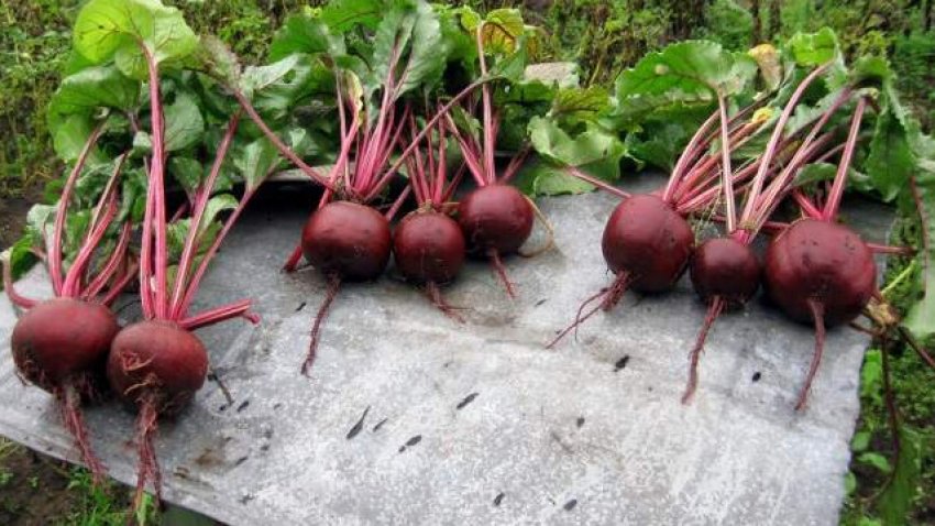 Буряк Червоний лід