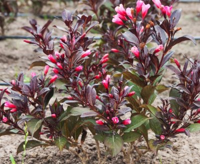 Осіння посадка вейгели