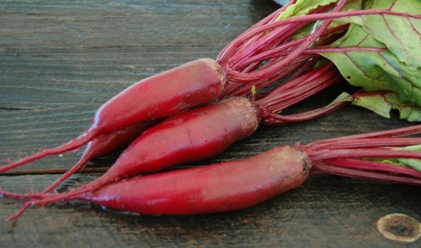 Буряк Червоний богатир