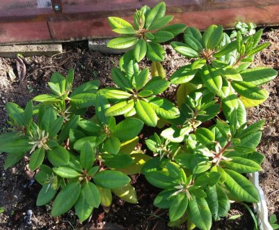 Причини поганого зростання і відсутності цвітіння рододендрона