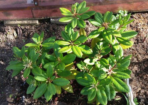 Причини поганого зростання і відсутності цвітіння рододендрона