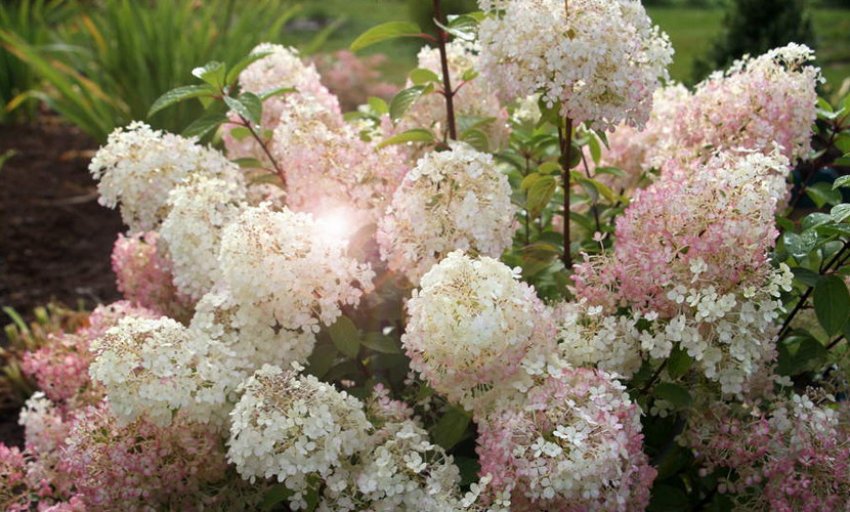 Hydrangea Bobo Hydrangea Bobo