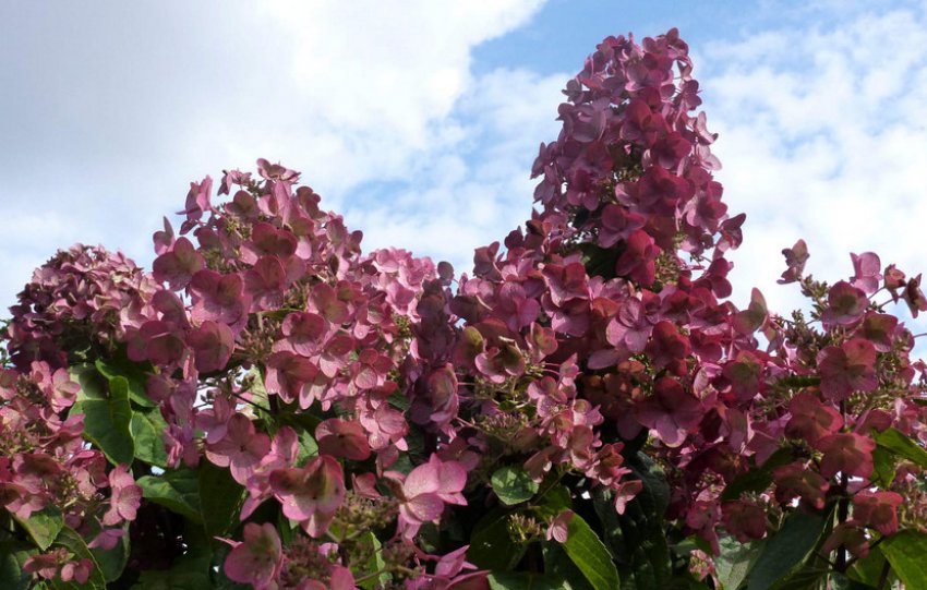 Hydrangea Mega Mindy Hydrangea Mega Mindy