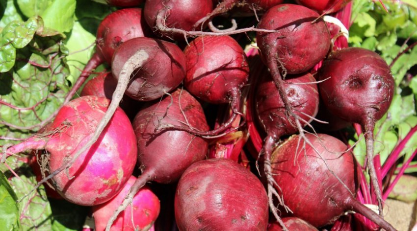 Буряк Купчиха