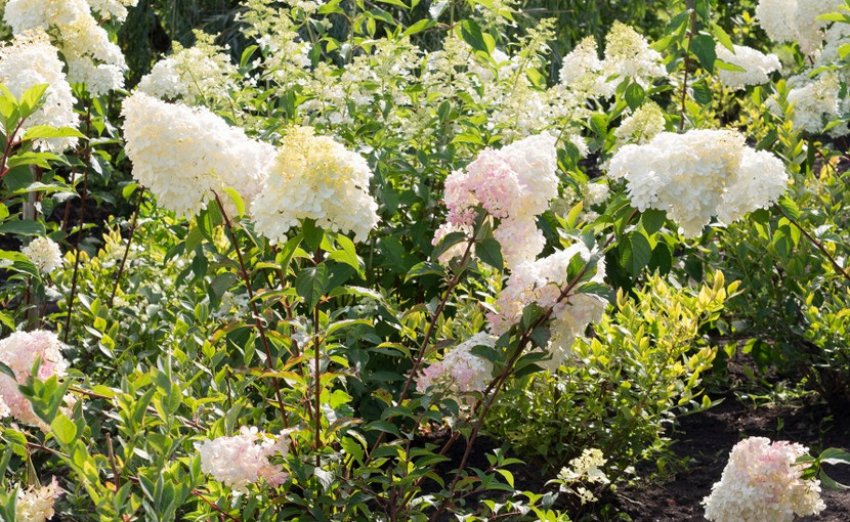 Hydrangea Dolly Hydrangea Dolly