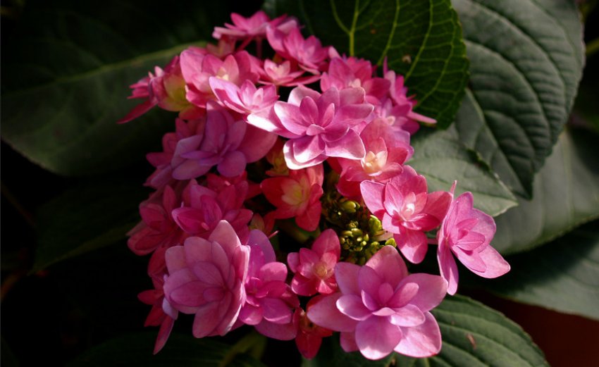 Гортензія Fireworks Pink Гортензія Fireworks Pink