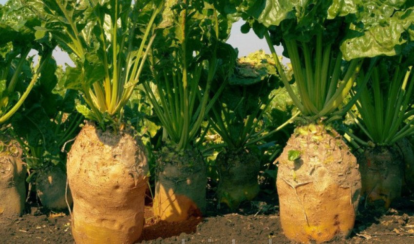 Буряк Урсус