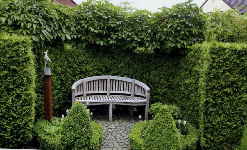 Живий паркан у ландшафтному дизайні