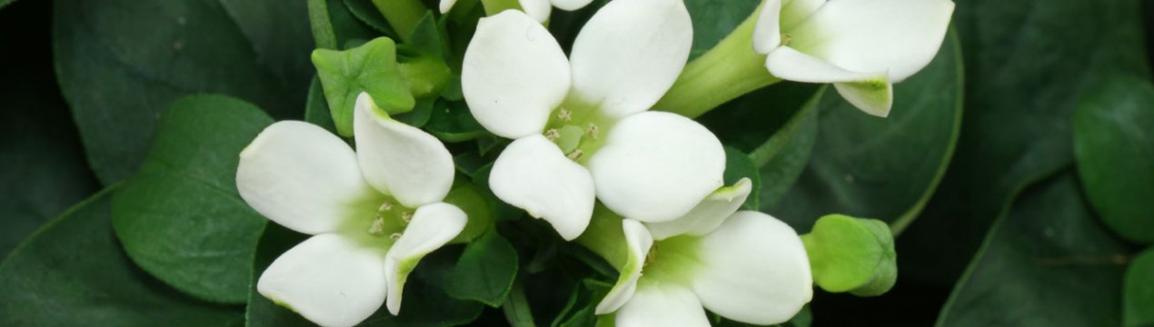 Бувардія: опис рослини, вирощування і догляд в домашніх умовах